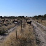 Cattle By A Veterinary Cordon Fence