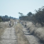 Bustards on the run.