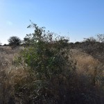 View North from Degree Confluence 20S22E.