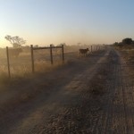 Cattle crossing a veterinary cordon fence in Botswana.